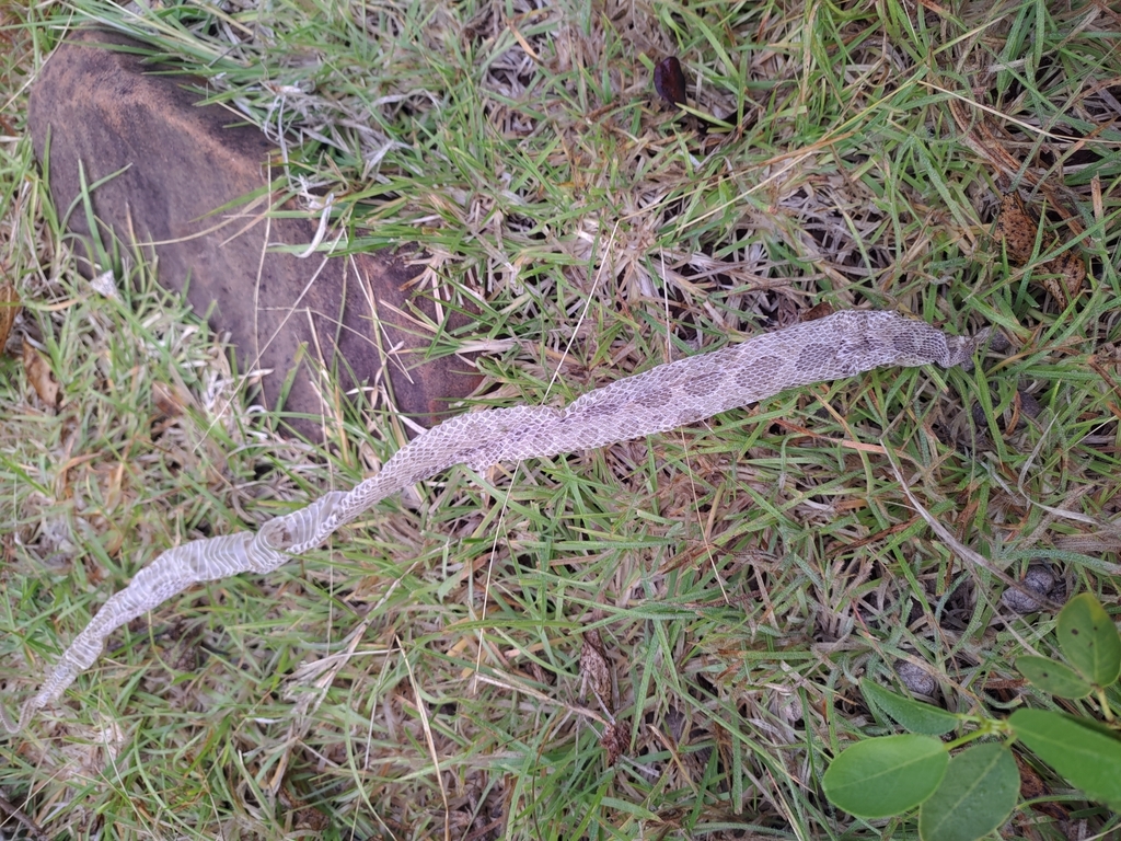 Eastern Russel's Viper (Daboia siamensis)