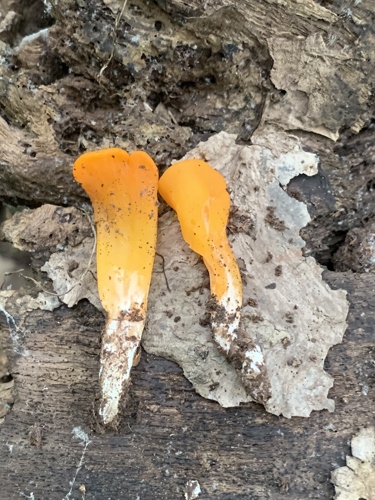 Dacryopinax sp. 'CA01'