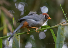 Pterorhinus mitratus