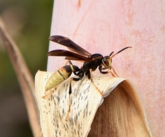 Polistes comanchus navajoe