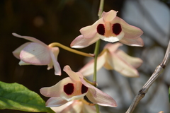 Dendrobium pulchellum