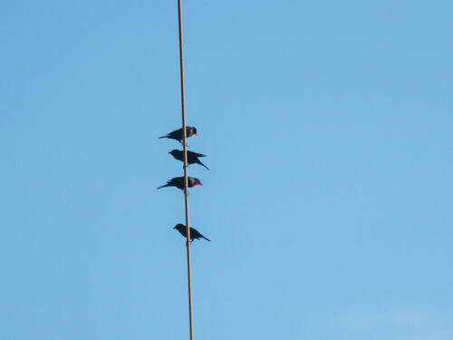 Scarlet-throated Tanager (Compsothraupis loricata), photo 6