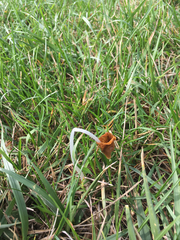 Conocybe deliquescens