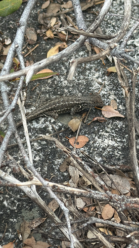 iNaturalist observation photo of Spiny Lizards