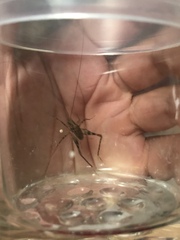 Tachycines asynamorus