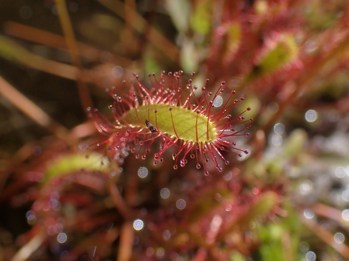 Drosera anglica