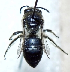 Colletes simulans armatus