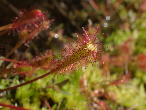 Drosera anglica