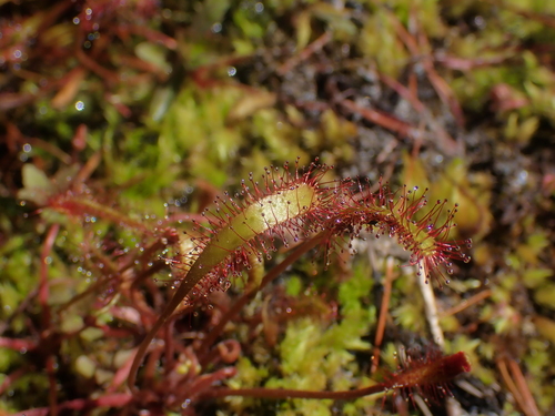 Drosera anglica