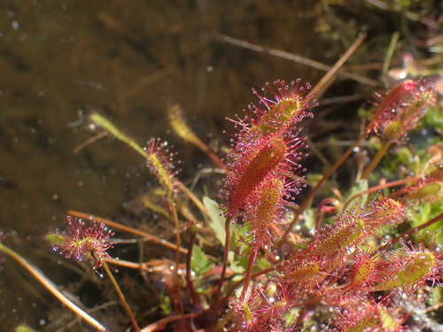 Drosera anglica