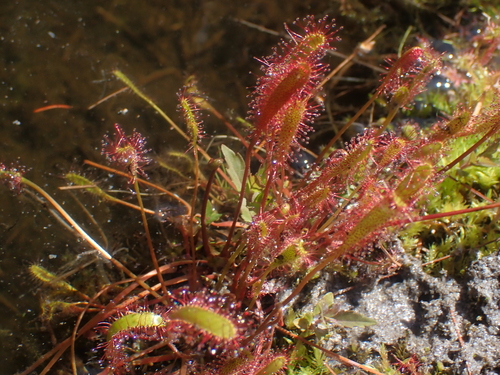 Drosera anglica