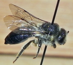 Colletes simulans armatus
