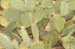 Opuntia engelmannii engelmannii
