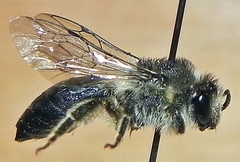 Colletes simulans armatus