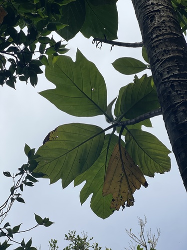Artocarpus treculianus