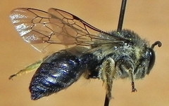 Colletes simulans armatus