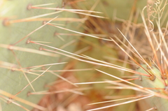 Opuntia engelmannii engelmannii