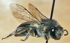 Colletes simulans armatus