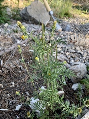 Dyssodia papposa