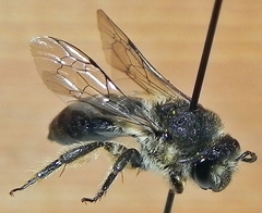 Colletes simulans armatus