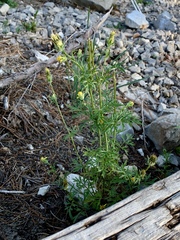 Dyssodia papposa