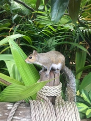 Sciurus carolinensis