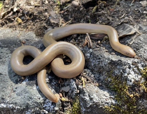 iNaturalist observation photo of Northern Rubber Boa