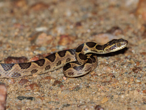 Paraiba Cat-eyed Snake