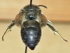 Colletes simulans armatus