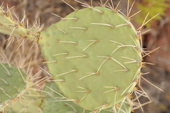 Opuntia engelmannii engelmannii