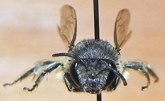 Colletes simulans armatus