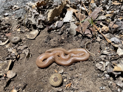 iNaturalist observation photo of Northern Rubber Boa