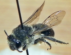 Colletes simulans armatus