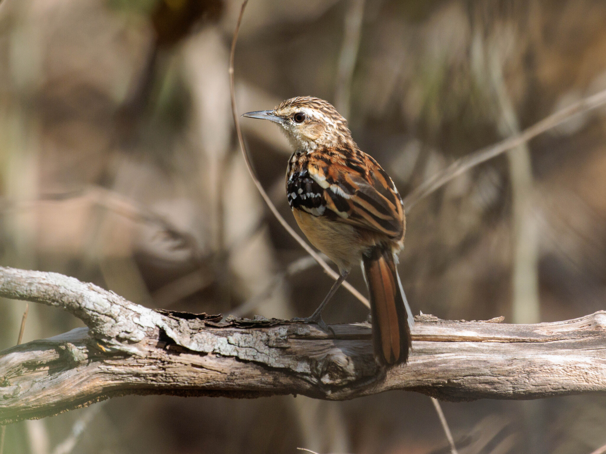 Stripe-backed Antbird (Myrmorchilus strigilatus), photo 8