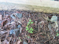 Phyllocladus trichomanoides