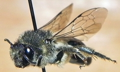 Colletes simulans armatus