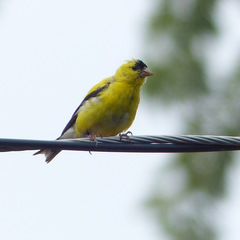 Spinus tristis