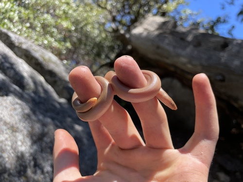 iNaturalist observation photo of Northern Rubber Boa