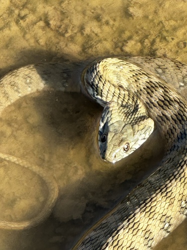 Viperine Snake