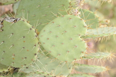 Opuntia engelmannii engelmannii