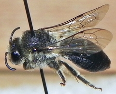 Colletes simulans armatus