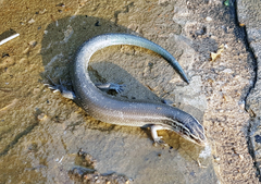 Plestiodon tetragrammus