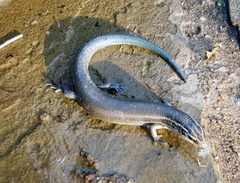 Plestiodon tetragrammus