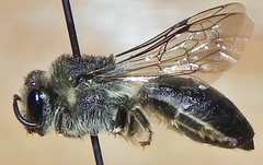 Colletes simulans armatus
