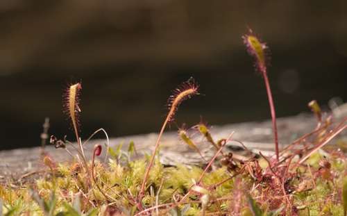 Drosera anglica