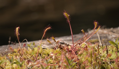 Drosera anglica