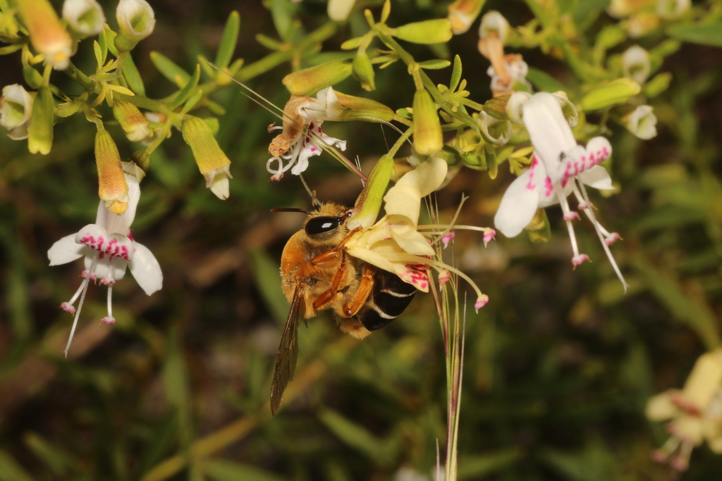 Caupolicana floridana
