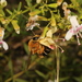 Caupolicana floridana - Photo (c) Scott Ward, algunos derechos reservados (CC BY), subido por Scott Ward