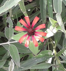 Zinnia peruviana