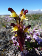 Pedicularis flammea